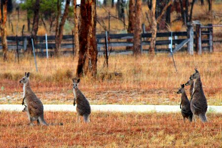 Australia outback marsupial photo