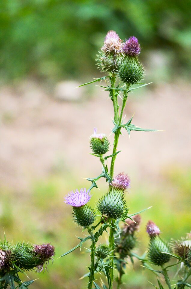 Prickly wild flowers violet