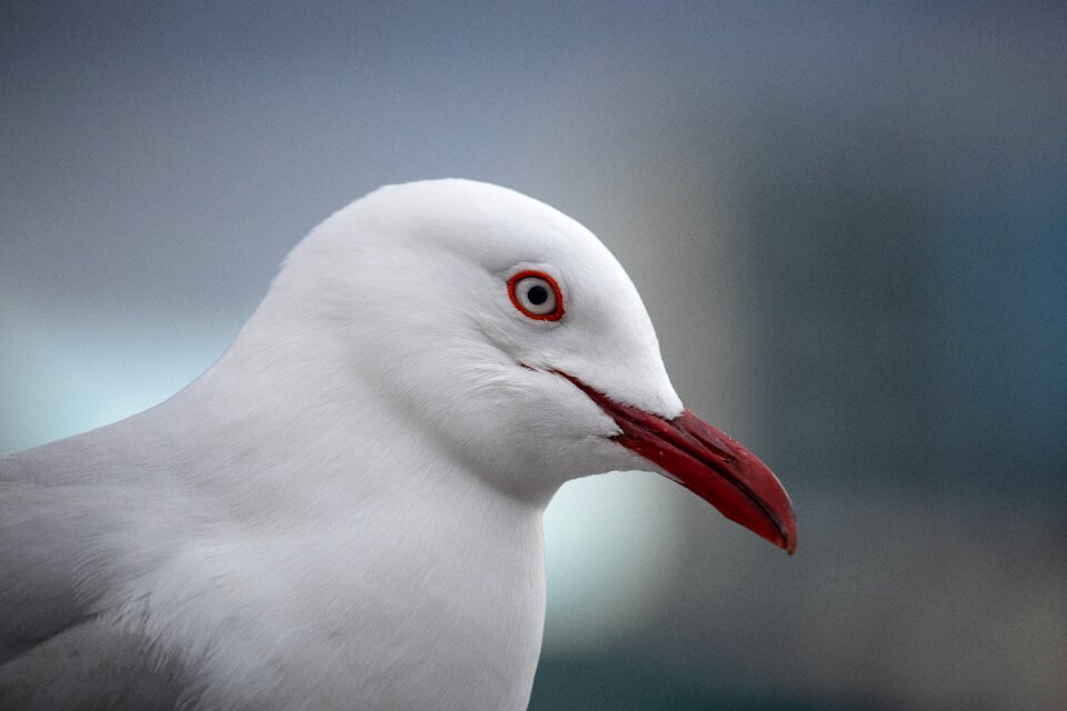 Wildlife head beak