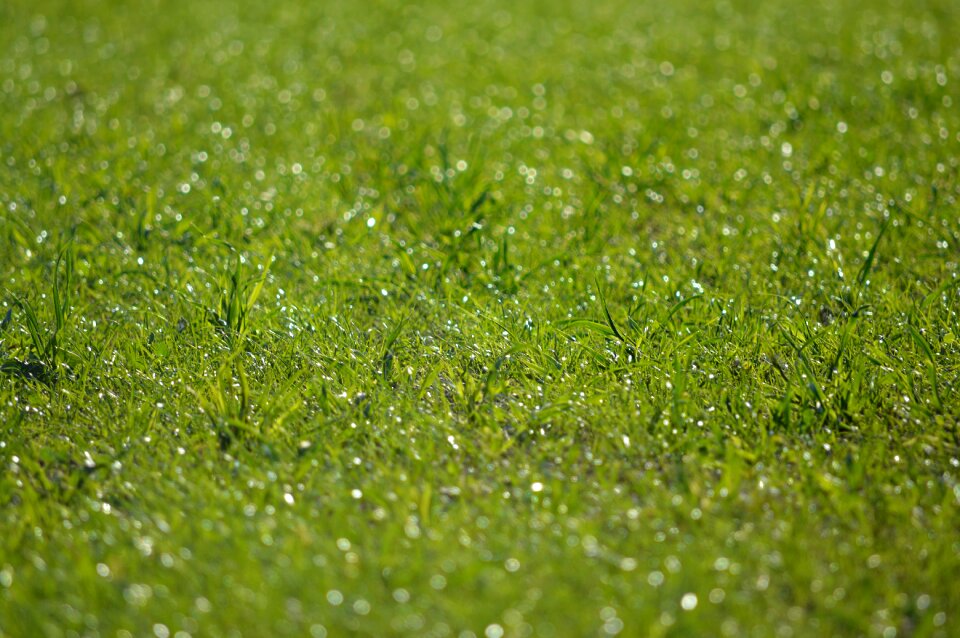 Landscape close up mood