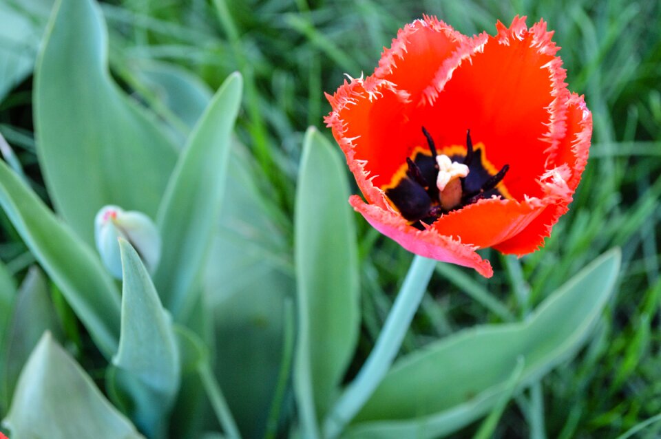 Tulips red flower red flowers