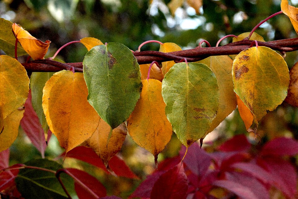 Fall colors season red
