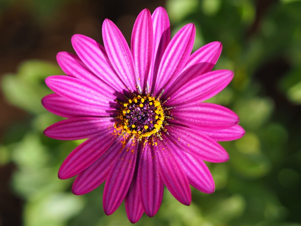 Floral pink daisy