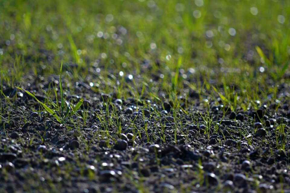 Landscape close up mood