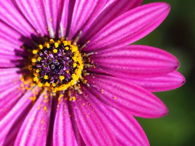 Floral pink daisy photo