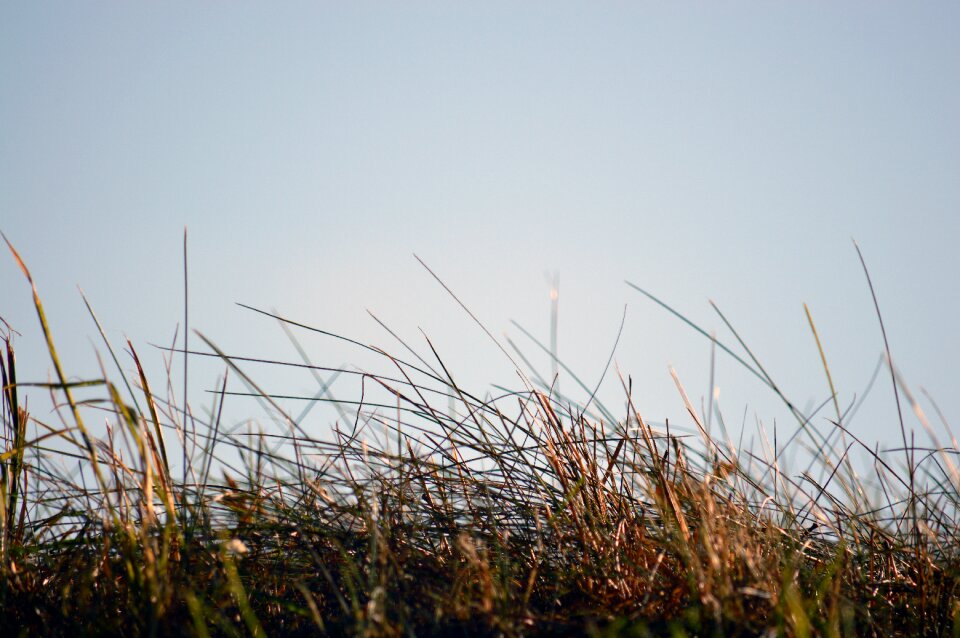 Landscape close up mood