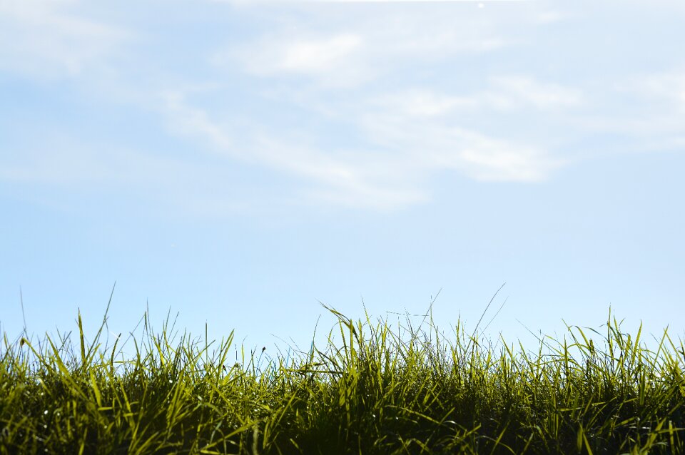 Landscape close up mood