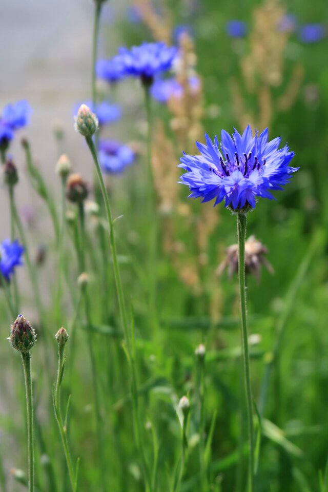 Plant summer grass