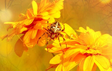 Flower garden insect