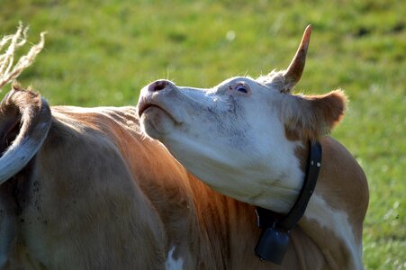 Head horn agriculture photo