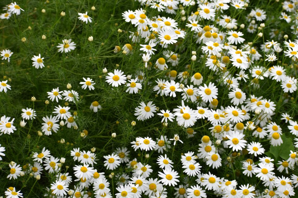 Flowers herbal medicine health