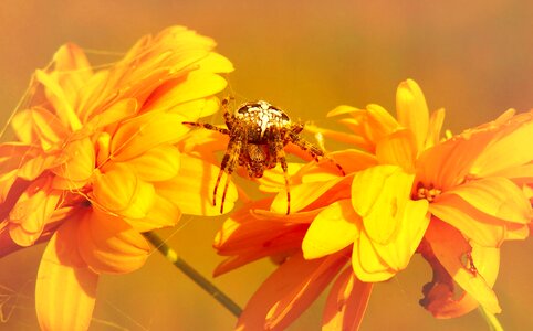 Insect flower garden