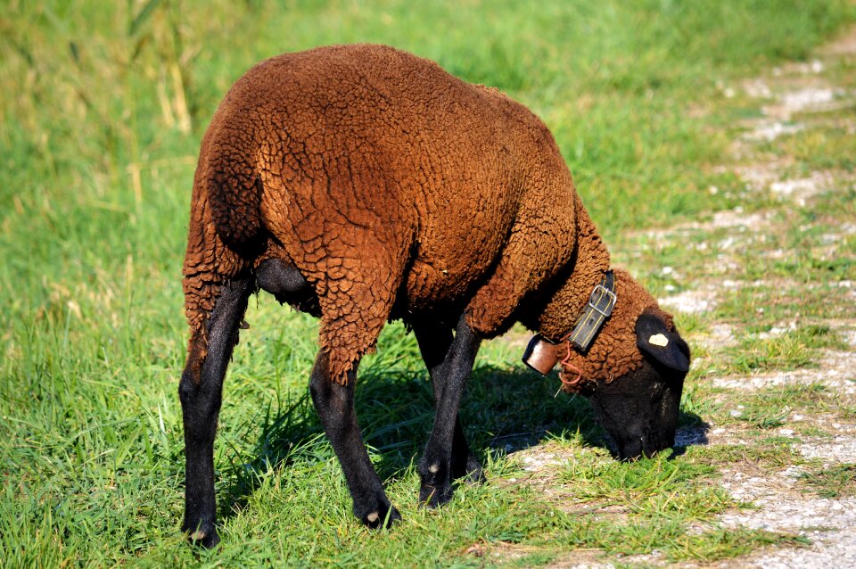 Grass green brown