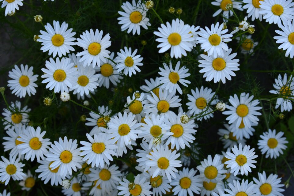 Flowers herbal medicine health