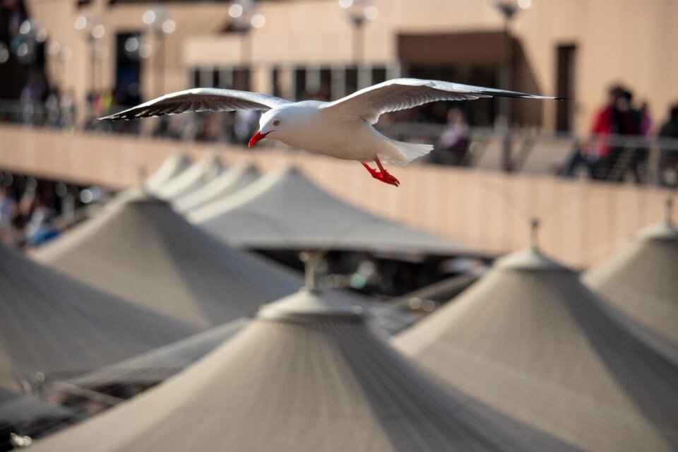 Fly animal wing