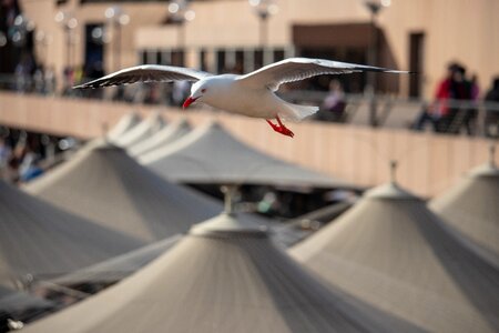 Fly animal wing