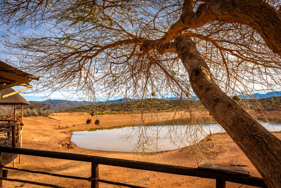 Tree water hole savannah