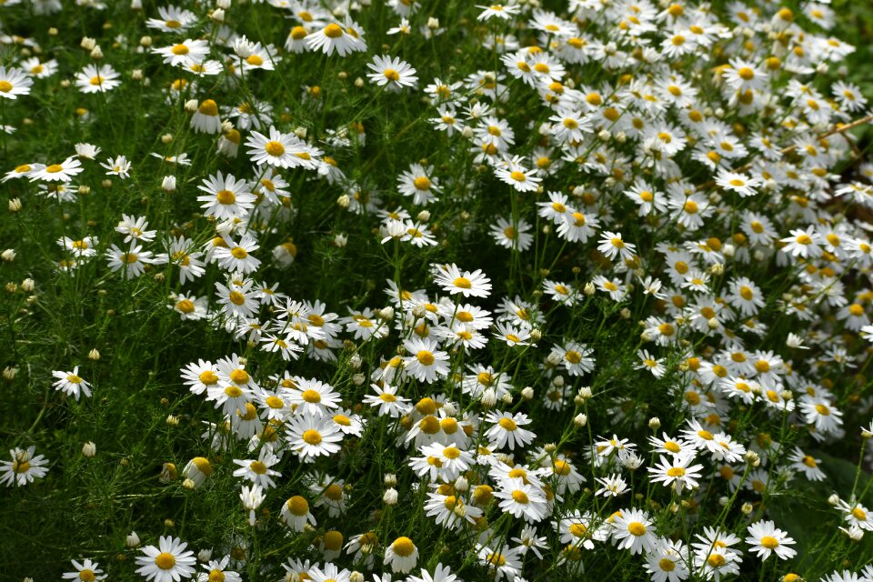 Flowers herbal medicine health