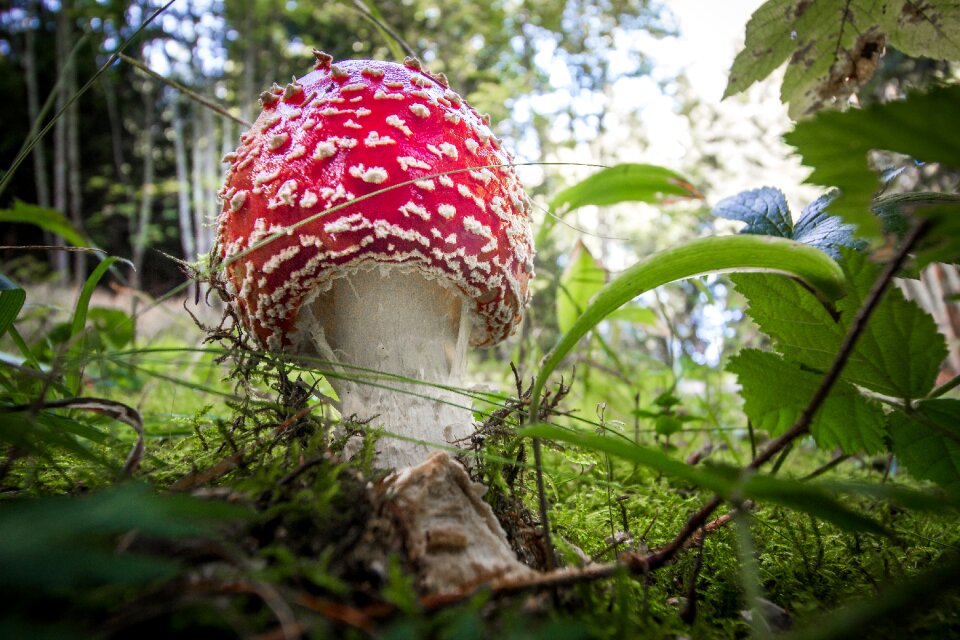 Nature red mushroom