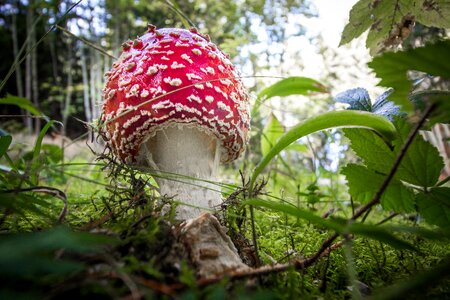 Nature red mushroom photo