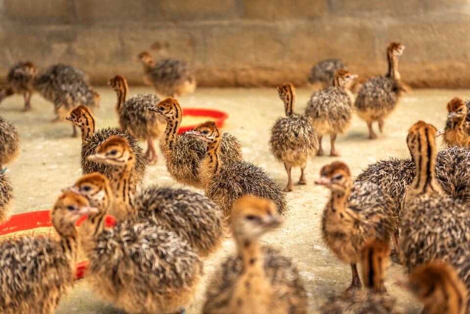 Spout ostriches ratites