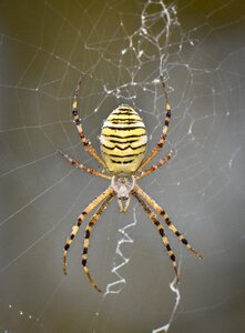 Insect nature macro