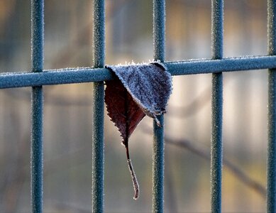 Hoarfrost frozen cold