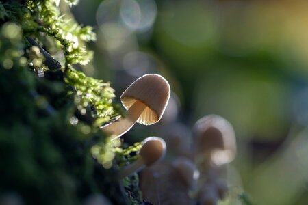 Nature forest mini mushroom