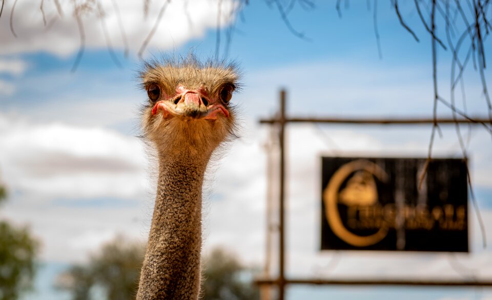 Flightless bird feather africa
