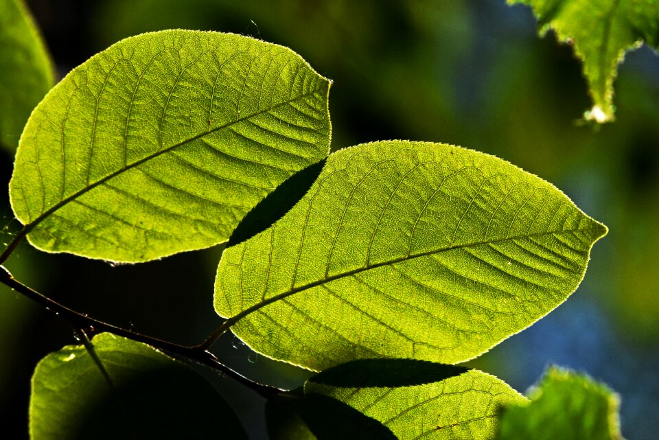 Foliage veins texture