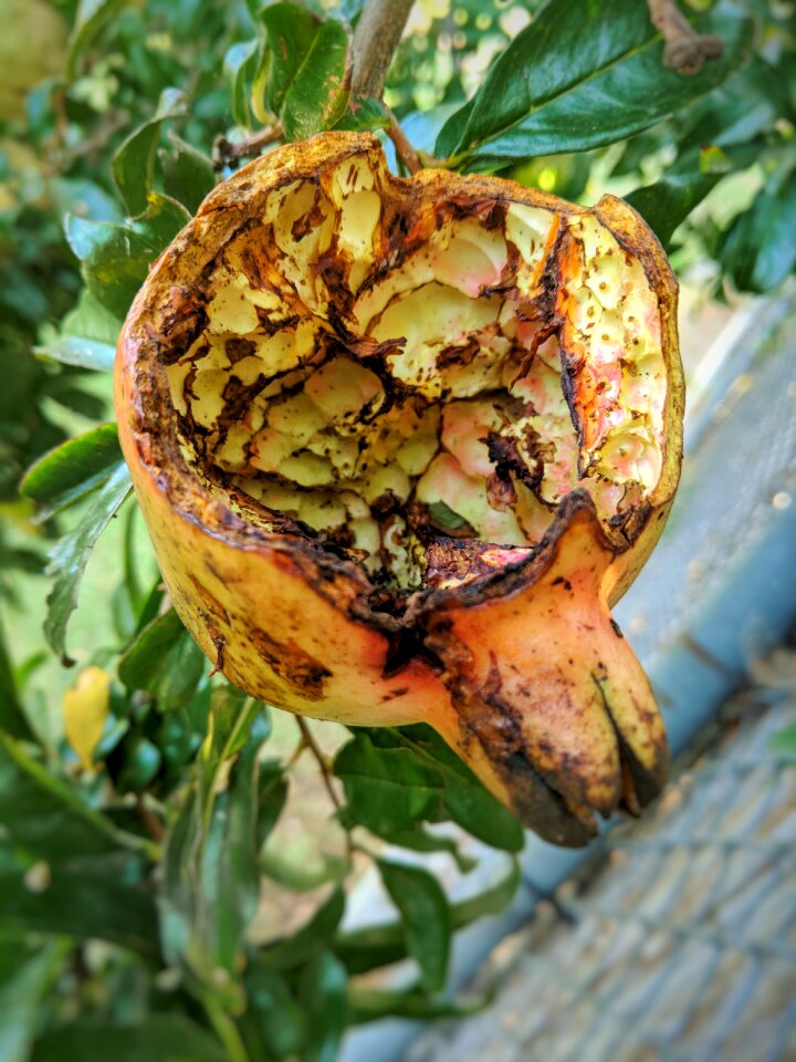 Fruit eaten plant