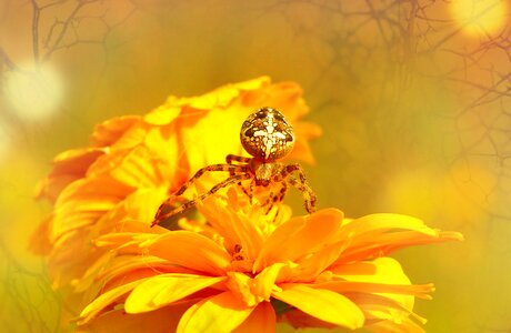 Insect flower garden