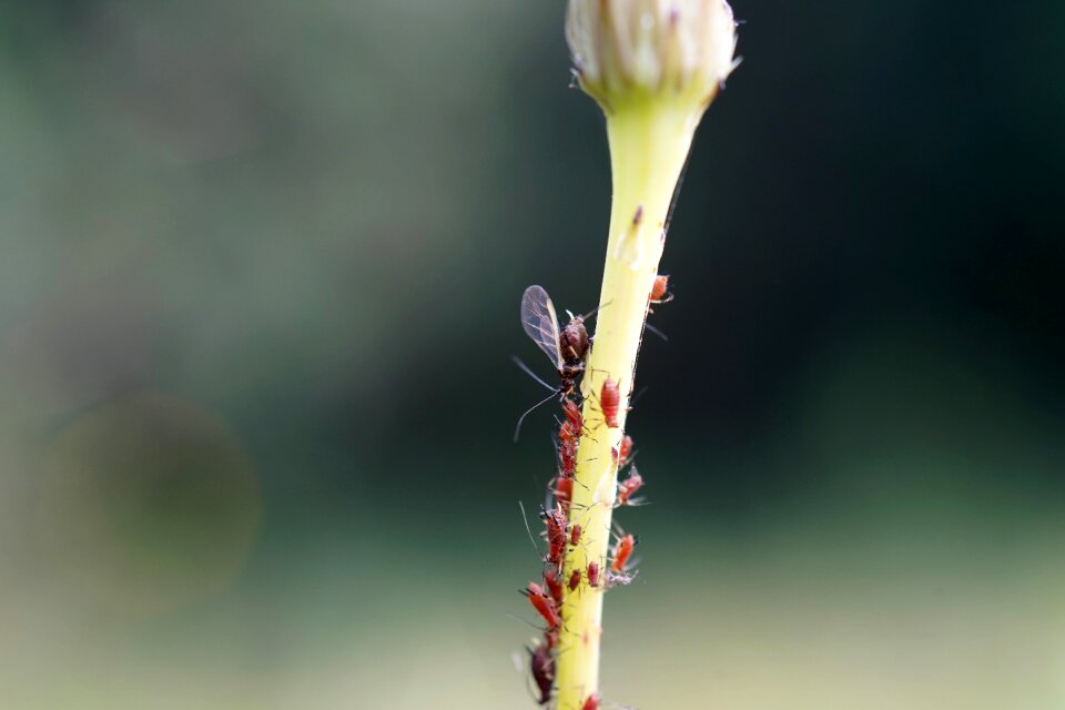 Close up family bug
