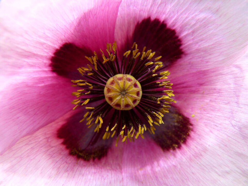 Papaver somniferum poppy detail