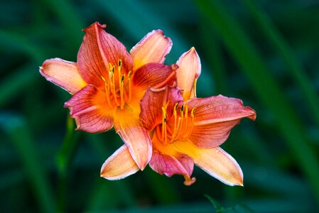 Blossom full bloom petal