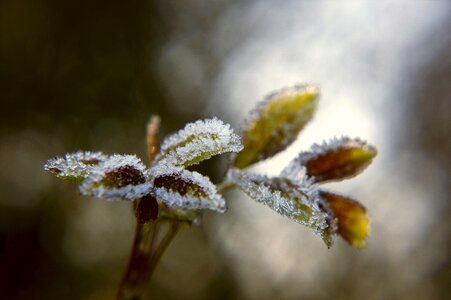 Cold frozen branch photo