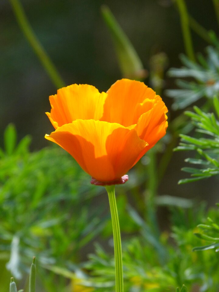 Plant leaf flower