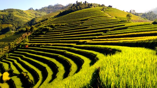 Rice field vietnam nature photo