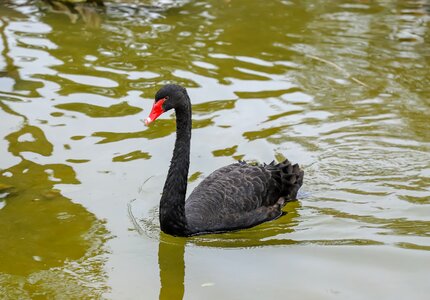 Animals elegant waters