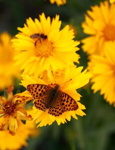 Yellow insect wing photo