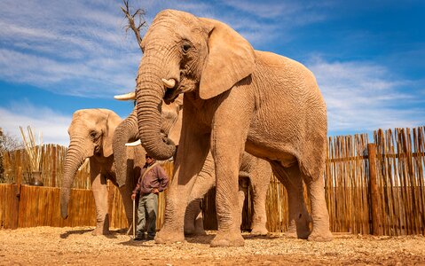 Proboscis animal world pachyderm