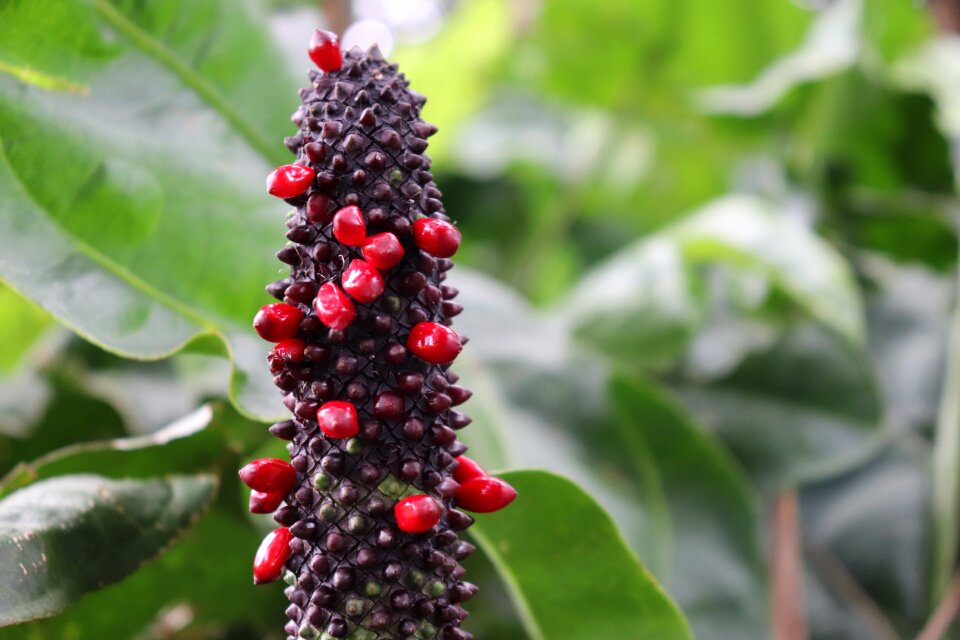 Plant nature bright