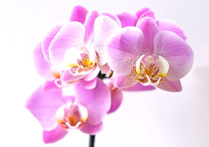 Orchid pink yellow photo
