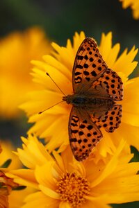 Yellow insect wing photo