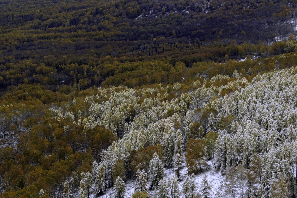 Forest snow winter
