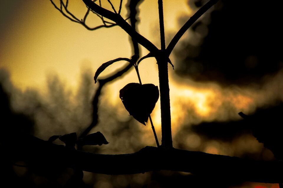 Love nature silhouette