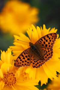 Yellow insect wing photo