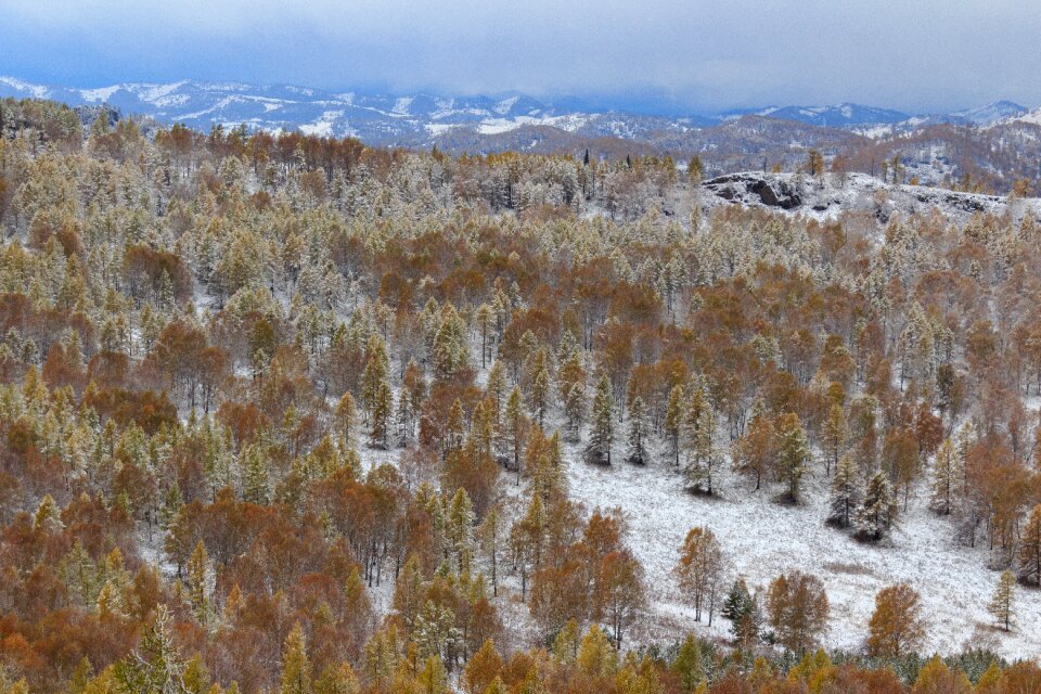 Forest snow winter