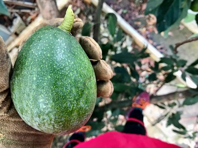 Plant vegetable healthy