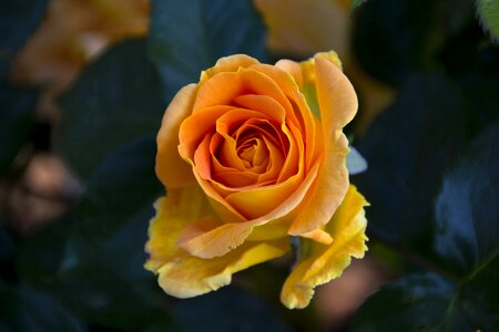 Bloom nature rose blooms